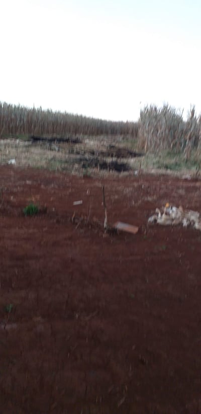 El cultivo de maíz fue cortado y quemado en la madrugada.