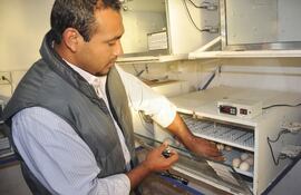 ing-agr-ngel-baez-de-la-municipalidad-de-coronel-bogado-muestra-el-laboratorio-de-cria-de-pollitos--200346000000-1455316.jpg