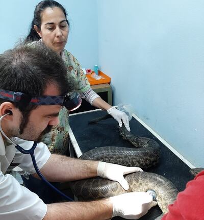 Médicos veterinarios durante una inspección que realizaron a la Kurijú (Eunectes notaeus).