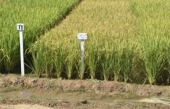 variedades-de-arroz-con-mayor-resistencia-y-rendimiento-80814000000-1771570.JPG