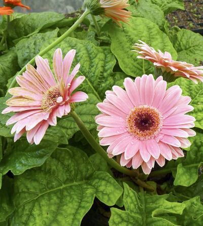 Imagen sin descripción