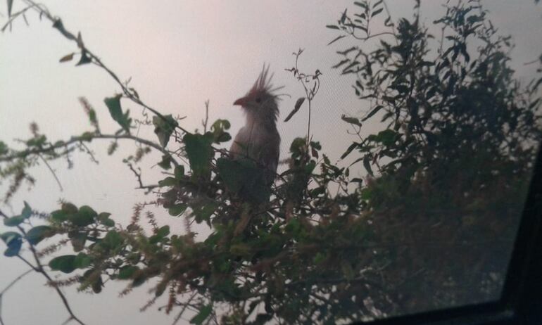 Los animales huyen buscando escapara del calor.