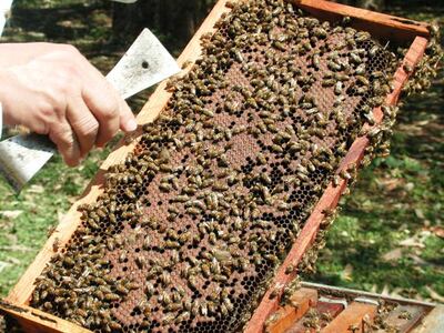 Interesante curso sobre Apicultura iniciará el 6 de julio.