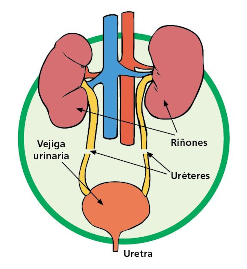 Imágenes de sistema excretor