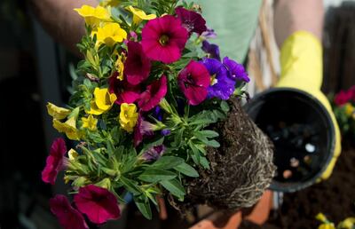 Imagen sin descripción