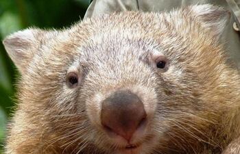 wombat-90429000000-1470712.JPG