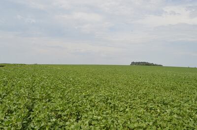 En la Región Occidental o Chaco, las informaciones técnicas/científicas respecto a lo que está sucediendo con los suelos y el manejo de los AVCC son muy escasas.