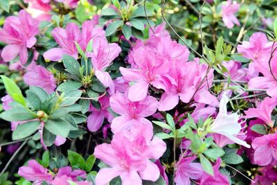 /pf/resources/images/abc-placeholder.png?d=2394