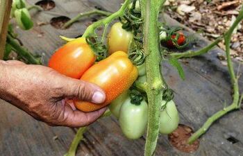 cosechan-tomates-cultivados-en-invernaderos-104513000000-1546981.jpg