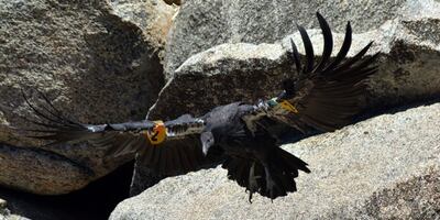 Un cóndor de California nacido en cautiverio. Imagen de archivo, EFE.