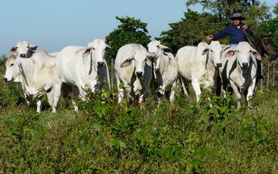 Cría en ambiente tropical