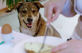 si-no-se-le-dice-claramente-que-no-el-perro-intentara-una-y-otra-vez-robar-comida-de-la-mesa--12456000000-1778669.jpeg