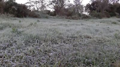 El pasto amaneció con una delgada capa de hielo