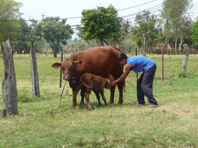 De acuerdo a datos del Senacsa, se estima que el 25 por ciento de los establecimientos ganaderos de nuestro país cuentan con al menos un caso de brucelosis. La vacunación es el camino para evitar los abortos.