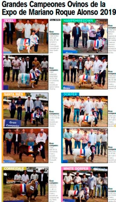 Los grandes  Campeones Ovinos.
