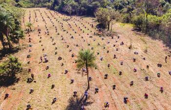 unos-13-000-arbolitos-de-especies-nativas-fueron-plantados-en-un-minuto-en-el-marco-de-una-campana-impulsada-por-la-fundacion-rio-jejui-y-la-municip-210316000000-1739958.jpg