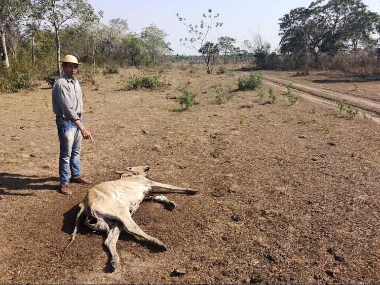 Animales muertos por efecto del clima de estos tiempos.