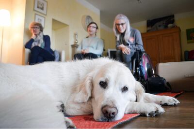 Los perros acompañantes tienen una gama enorme de tareas que pueden asumir para ayudar a una persona que tiene ciertas dificultades. Entre otras cosas, pueden cerrar cajones.