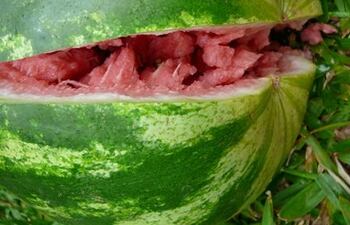 establecen-reglamento-de-identidad-y-calidad-de-la-sandia-103824000000-1315999.JPG