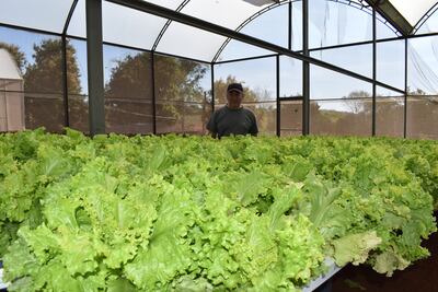 Los Yamashiro comercializan un promedio de 900 lechugas cada cuatro días en forma directa en mercados de la capital.