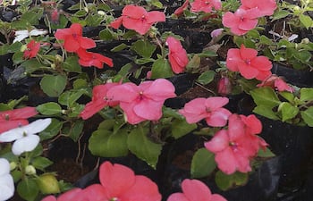 la-impatiens-cuyos-nombres-comunes-son-alegria-del-hogar-y-labios-de-senorita-necesitan-cuidados-y-apropiadas-condiciones-de-crecimiento-las-en-203112000000-1474689.jpg