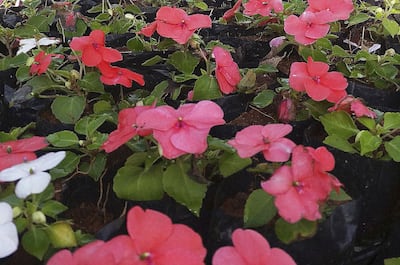 Imagen sin descripción