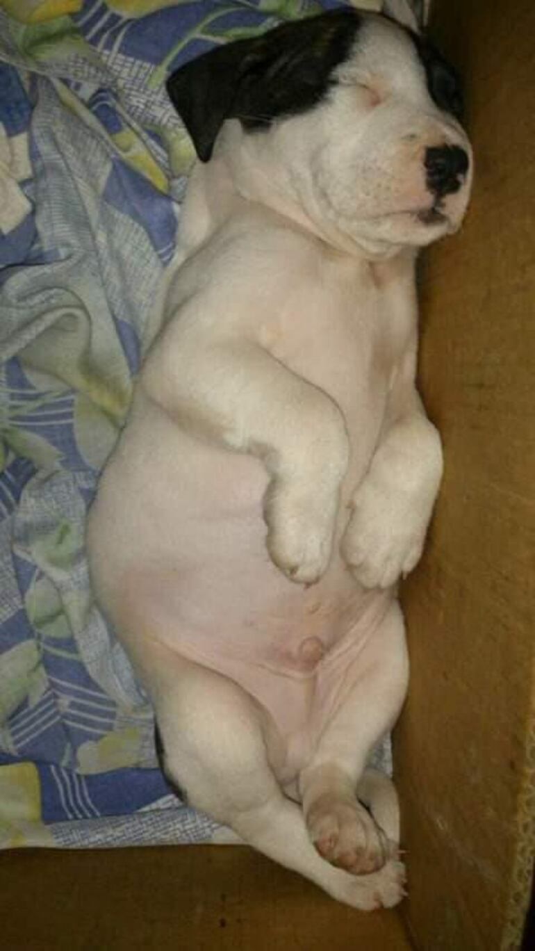 Pirata, un hermoso pitbull mestizo, se escapó un día de su casa y no supo volver. Oscar Palacios Larrosa (76) lo busca afanosamente.