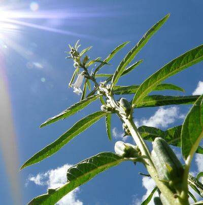 El sésamo es un rubro de exportación interesante que permite mejorar la economía de las familias rurales.
