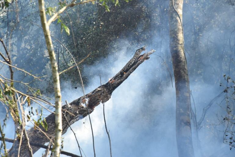 Las llamas devoran todo a su paso en la reserva forestal.