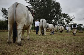 brahman-y-su-dominio-en-el-chaco-73616000000-1830267.JPG