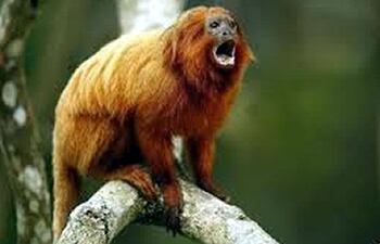 siete-animales-de-esta-especie-tamarino-leon-dorado-fueron-sustraidos-de-un-zoologico-frances--223843000000-1329426.jpg