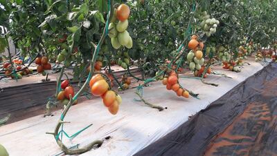 A la hora de hacer mezclas, se debe considerar la compatibilidad de los fertilizantes a ser utilizados.