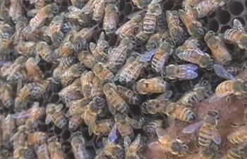 abejas-y-neurotoxicos-91503000000-1625503.jpg