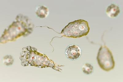 Naegleria fowleri, mejor conocida como ameba comecerebros.