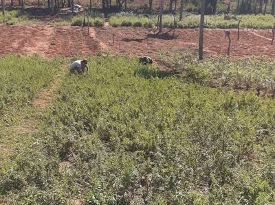 Productores necesitan asistencia técnica y sistema de riego.