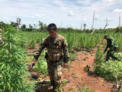 Había 8 hectáreas de plantaciones de marihuana.