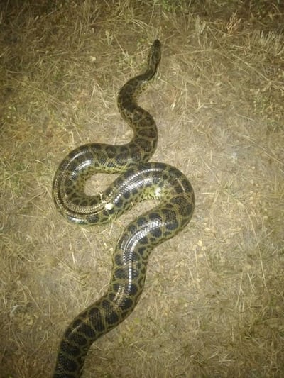 Una de las anacondas (kuriju) que se encontró en la Costanera de Asunción / Facebook.