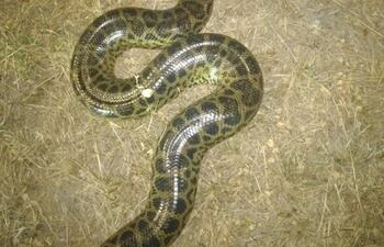 Una de las anacondas (kuriju) que se encontró en la Costanera de Asunción / Facebook.