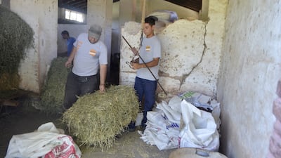 Tanto para alimentación de ganado bovino como para equinos, el uso de la alfalfa es muy interesante.