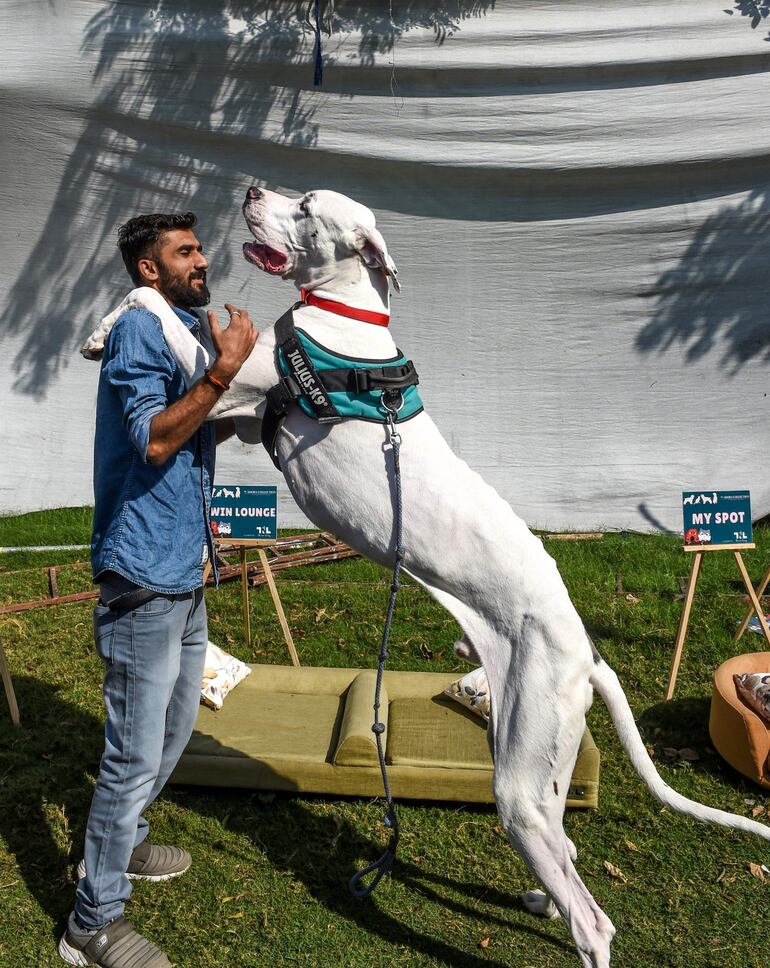 Un gran danés juega con un humano en en el Kennel Club Indio, en Ahmedabad.