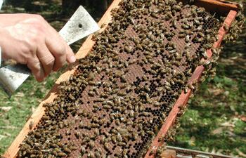 trabajos-para-tener-colmenas-sanas-y-vigorosas-91429000000-1821538.jpg