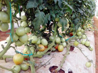 En la primera etapa los productos obtenidos fueron tomate y pimiento; no obstante, están en desarrollo parcelas con cultivos de hoja.