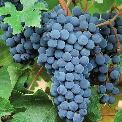 Imagen sin descripción