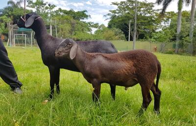 Un macho reproductor y una de las tres hembras preñadas que viajarán a la Argentina, vendidas por don Antonio Brusquetti a la Cabaña El Luchador de Entre Ríos.