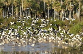 chaco-raanga-32434000000-1336906.jpg