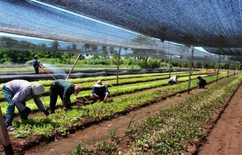 coyuntura-actual-de-la-horticultura-en-el-paraguay-100036000000-1430429.JPG