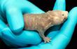 los-ratones-comunes-tienen-una-esperanza-de-vida-media-de-dos-anos-en-ausencia-de-predadores-imagen-efe-204516000000-608842.jpg