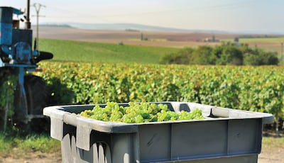 La producción de vino transforma y embellece los paisajes.