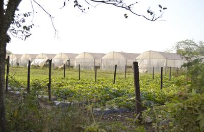 Invernaderos privados con plata de Central