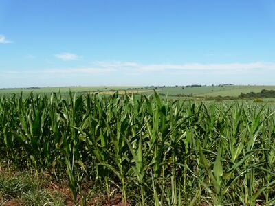 El  volumen de maíz exportado  tuvo  un importante incremento.
